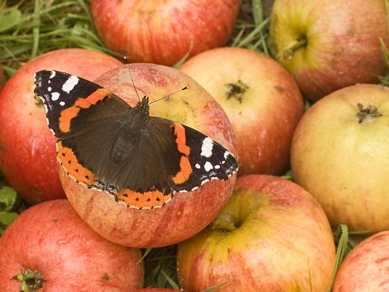 Happy Apple Day